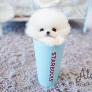 Aloha pup & Co_, Ltd_