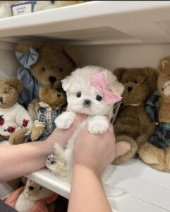 Charming Teacup Maltese and Yorkie Pups