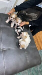 _Teacup puppies_ Small enough to hold, big enough to love!_