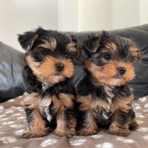 yorkie puppies for adoption and rehoming