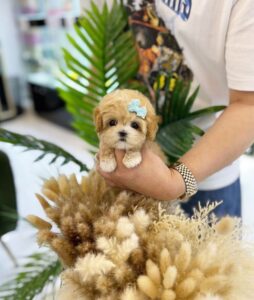 ❤️_🔥Miranda the cute and sweet Teacup ☕️Maltipoo…