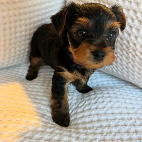 Ruby our female yorkie