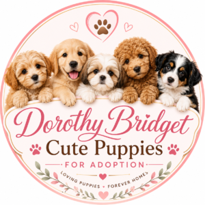 Welcome to Dorothy Bridget Adorable  Puppies For Adoption. 🥰❤🐶🐕🐾💜
 