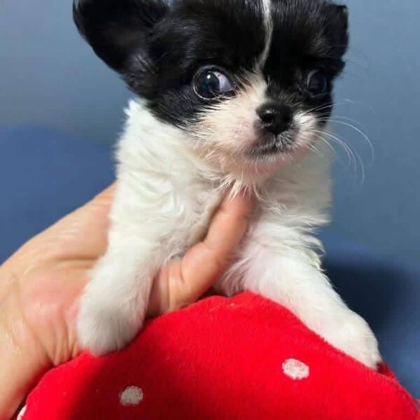 Teacup Chihuahua