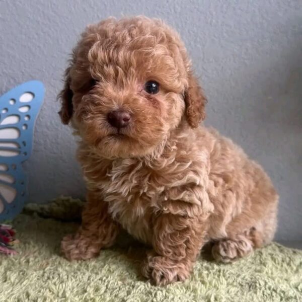 Teacup Poodle