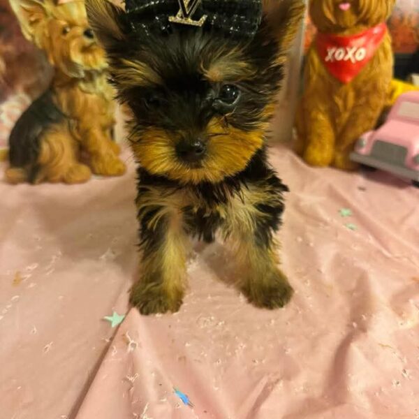 Molly