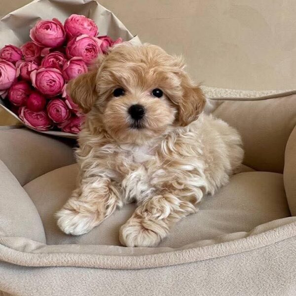 Rosie